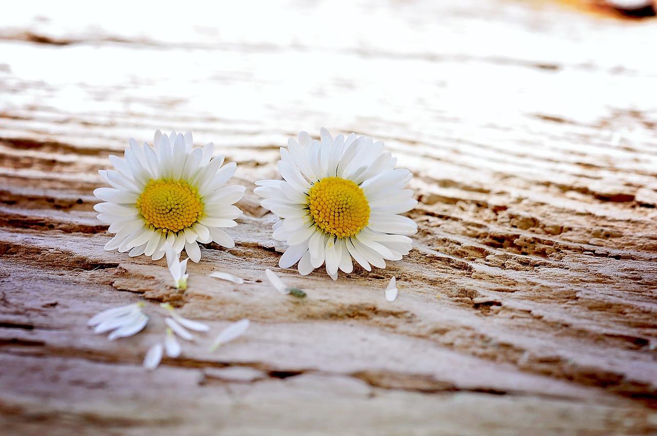 daisy 747320 1280