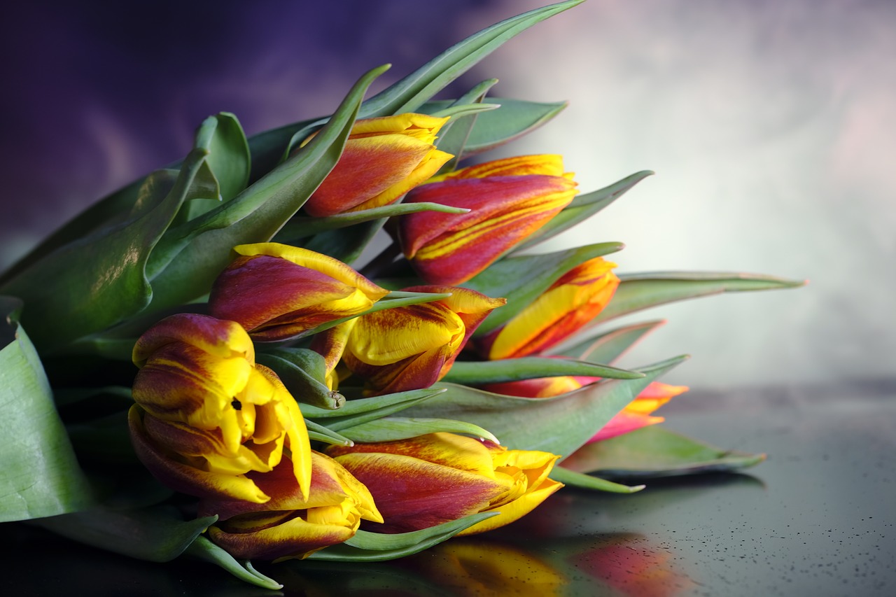tulips 3176797 1280